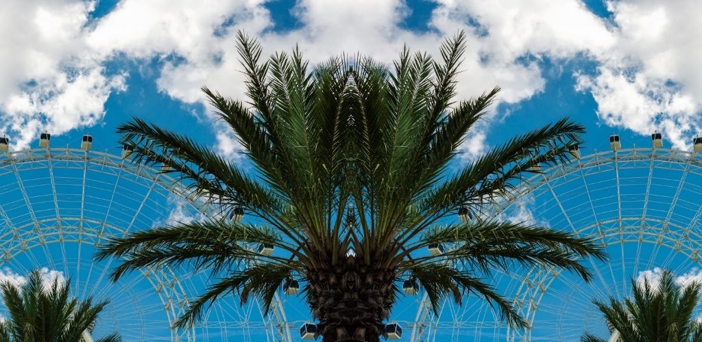 mirror image of Orlando Eye and palm trees