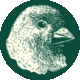 Finch LLC: Digital Marketing Account Manager (German, English)